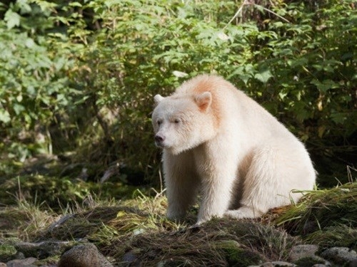 
Gấu thần linh hay còn gọi là gấu Kermode có tên khoa học là Ursus americanus kermodei là một phân loài đặc biệt của gấu đen Bắc Mỹ, có thể gọi là phân loài đột biến của gấu đen bởi mặc dù thuộc họ gấu đen nhưng gấu thần linh lại sở hữu bộ lông màu trắng và màu kem rất nổi bật.