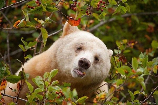 
Chính vì thế, gấu thần linh được bảo tồn khá tốt, phát triển thuận lợi trong môi trường tự nhiên con đực trưởng thành có thể nặng đến 220kg, con cái khoảng 130 kg.