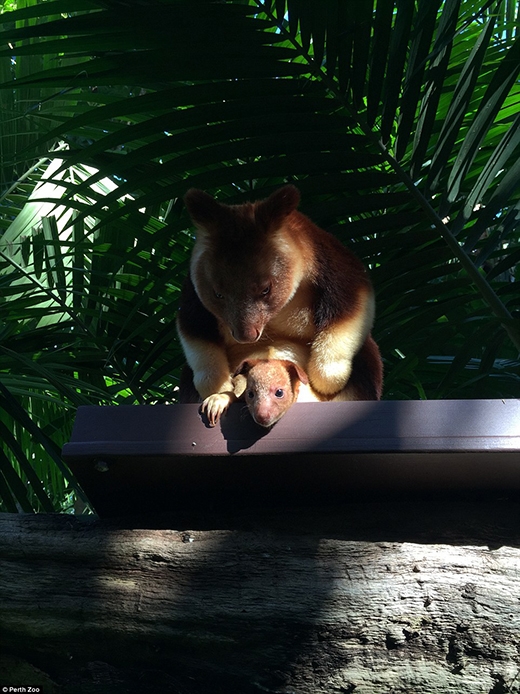
Loài chuột túi leo cây khá giống loài chuột túi đỏ, nhưng về mặt thể chất chúng hành động giống loài khỉ hơn.