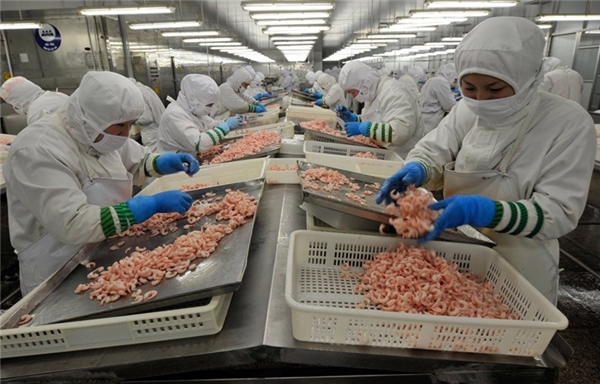 
Hình ảnh công nhân đang bóc vỏ tôm bên trong một nhà máy sản xuất thủy sản ở Nhật Chiếu, Sơn Đông.