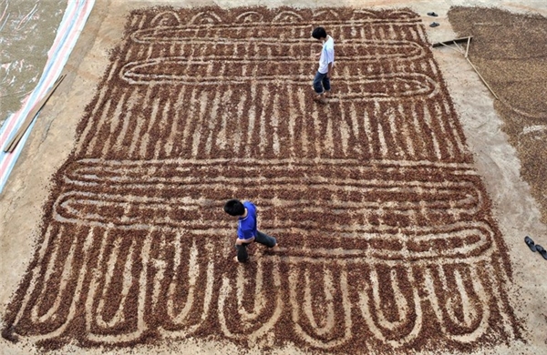 
Những công nhân đang dùng chân để trải hạt cà phê ra phơi khô trong một cơ sở trồng cà phê ở quận Chengmai.