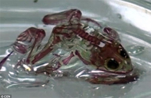 Chú ếch bị đột biến kì lạ và án tử treo lơ lửng cho loài người