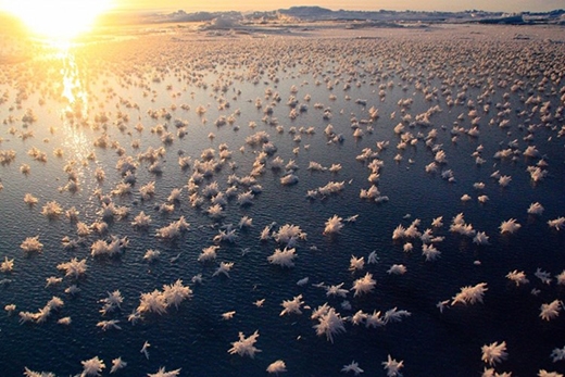 
Hoa băng - một trong những hiện tượng thiên nhiên đẹp nhất mà rất ít người biết đến. (Ảnh: Internet)