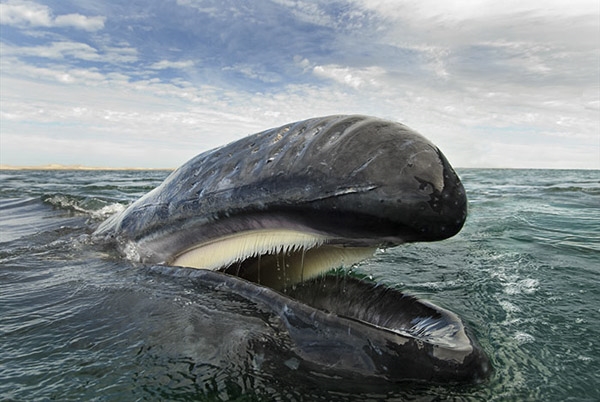 
"Được chiêm ngưỡng loài động vật to lớn mà vẫn duyên dáng của đại dương là trải nghiệm tuyệt nhất, việc chúng hòa nhập với cuộc sống xung quanh, điều đó hơn cả sự tinh tế mà một nhiếp ảnh gia có thể thấy được". (Ảnh Internet)