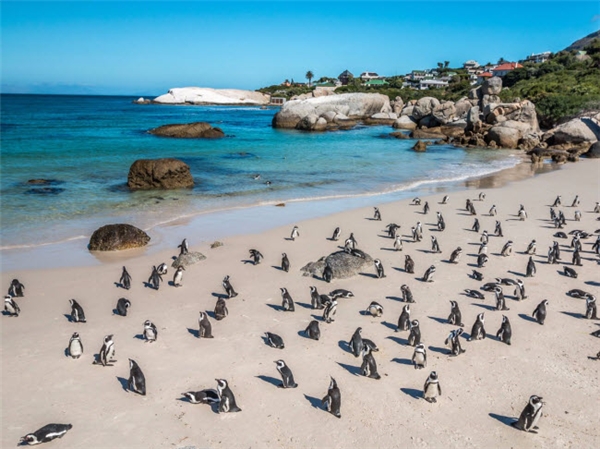 
Bãi biển Boulders nằm ở thành phố Cape Town - Nam Phi. Điểm thu hút du khách của bãi biển này là khi đến đây, bạn sẽ được vây quanh bởi hàng trăm chú chim cánh cụt hoang dã, điều đặc biệt mà những nơi khác không có. (Ảnh Internet)
