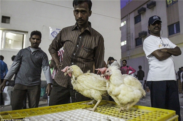 
Theo lời nhiếp ảnh gia Farhad, một số công nhân ở đây bị giữ hộ chiếu tại sân bay và do đó bị buộc phải làm việc hàng giờ liền dưới cái nóng hầm hập với đồng lương chết đói. Sonapur hiện là nơi trú ngụ của hơn 150.000 công nhân từ Ấn Độ, Pakistan, Bangladesh và Trung Quốc. (Ảnh: Farhad Berahman)
