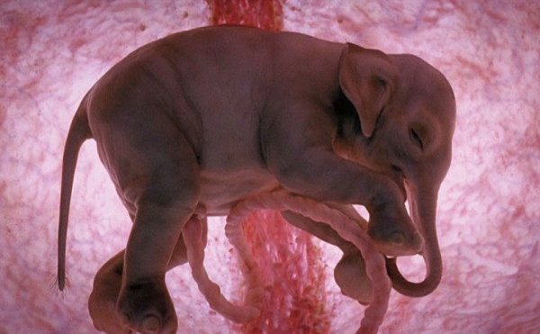 
Chú voi này đã được 12 tháng tuổi và đang tập đi trong bụng mẹ, có lẽ chú đã sẵn sàng khám phá thế giới bên ngoài. Tuy nhiên có lẽ chú phải chờ thêm 10 tháng nữa đê phát triển toàn diện. Không giống con người, voi sơ sinh có tỉ lệ cơ thể giữ nguyên đến khi trưởng thành.