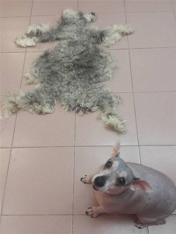 cạo lông cho chó