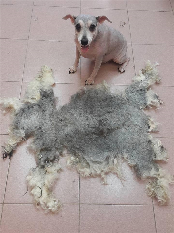 cạo lông cho chó