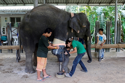 Khoảnh khắc xúc động: Chú voi giẫm mìn mất một chân được gắn chân giả