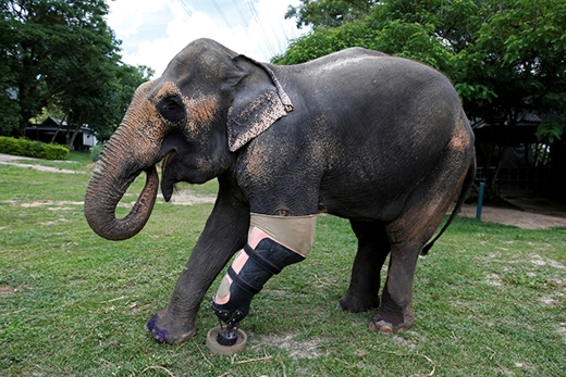 Khoảnh khắc xúc động: Chú voi giẫm mìn mất một chân được gắn chân giả