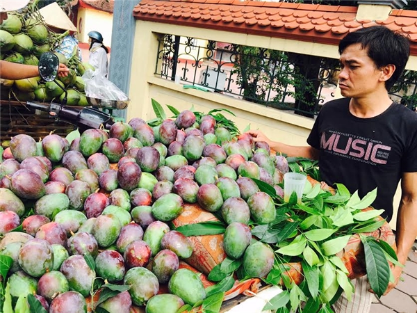 
Xoài "lạ" vỏ tím được bán tràn lan ở Hà Nội. Ảnh: Internet