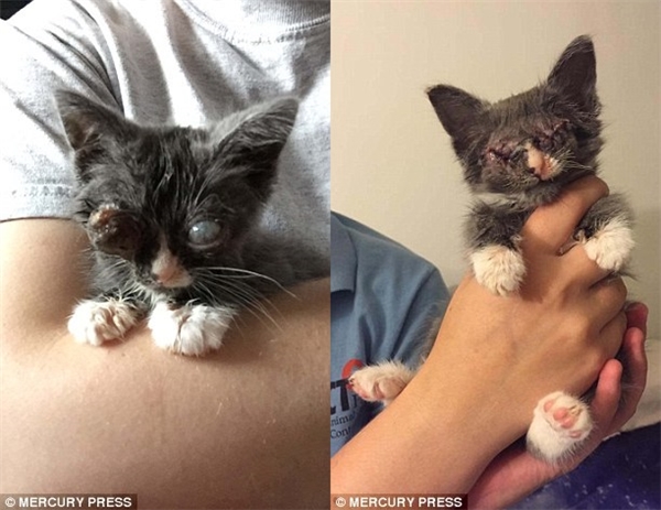 
 Cô mèo được tìm thấy trên đường phố ở Philadelphia với đôi mắt bị nhiễm trùng nặng, không còn khả năng nhìn thấy. (Ảnh: Mercury Press)