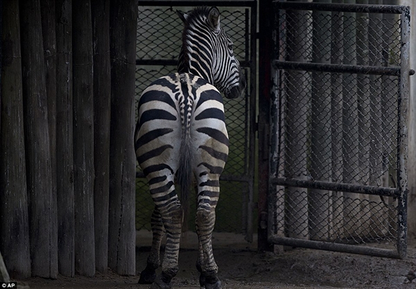 
Có thể nói các loài vật tại vườn thú sắp được trả tự do, không còn phải chịu cảnh nuôi nhốt làm trò mua vui cho con người nữa.
