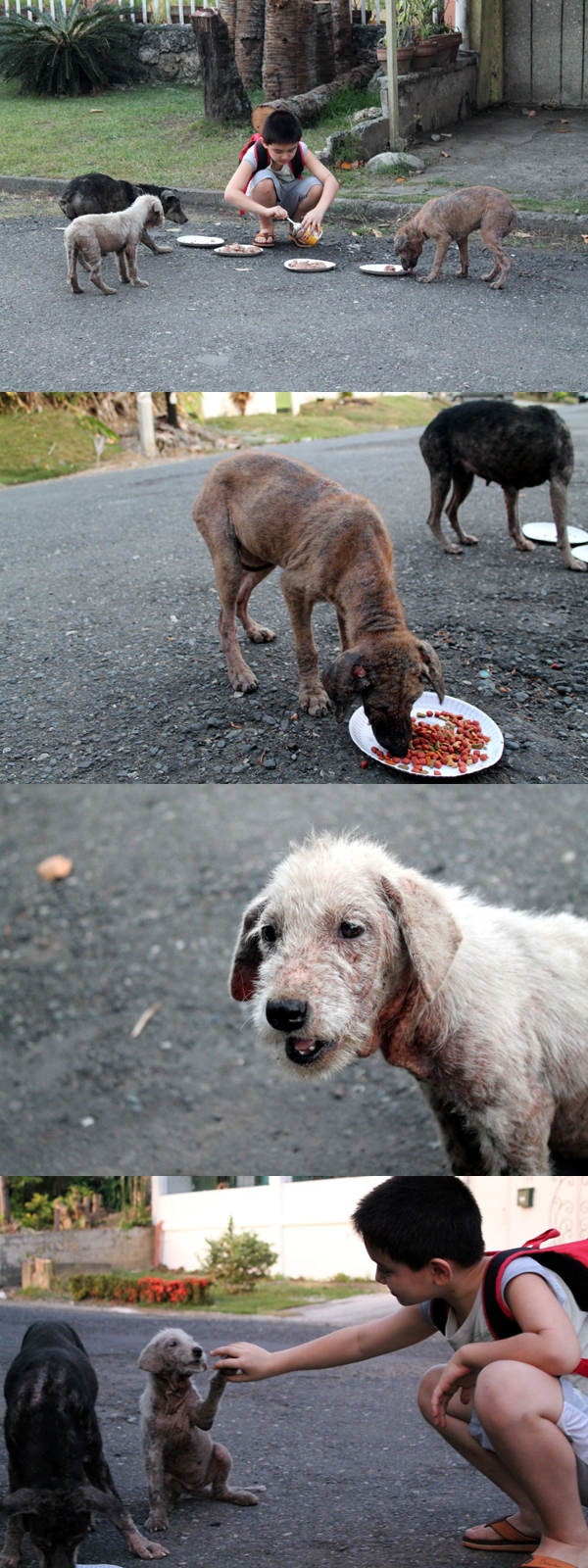 
Một cậu bé người Philippines mỗi ngày đều đem thức ăn cho 4 chú chó hoang đói khát (trong đó 1 con đã bị bắt cóc) sống gần nhà. Sau khi biết việc làm của con trai, bố cậu bé liền xây cho cậu một chuồng chó trong gara nhà mình để cậu dẫn 3 chú chó còn lại về nhà chăm sóc.