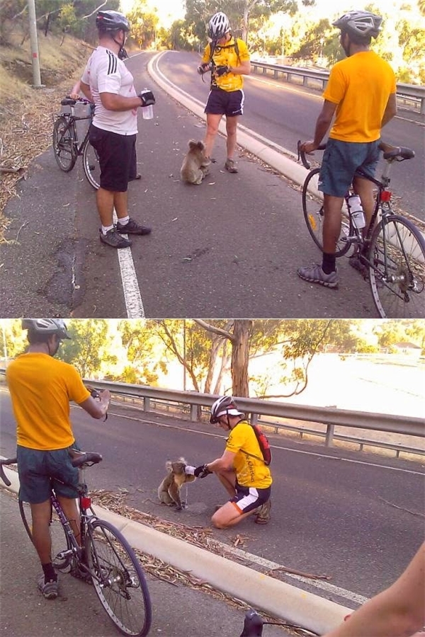 
Hai vận động viên đua xe đạp dừng lại giữa đường để đút nước cho một chú gấu túi bị khát và kiệt sức.
