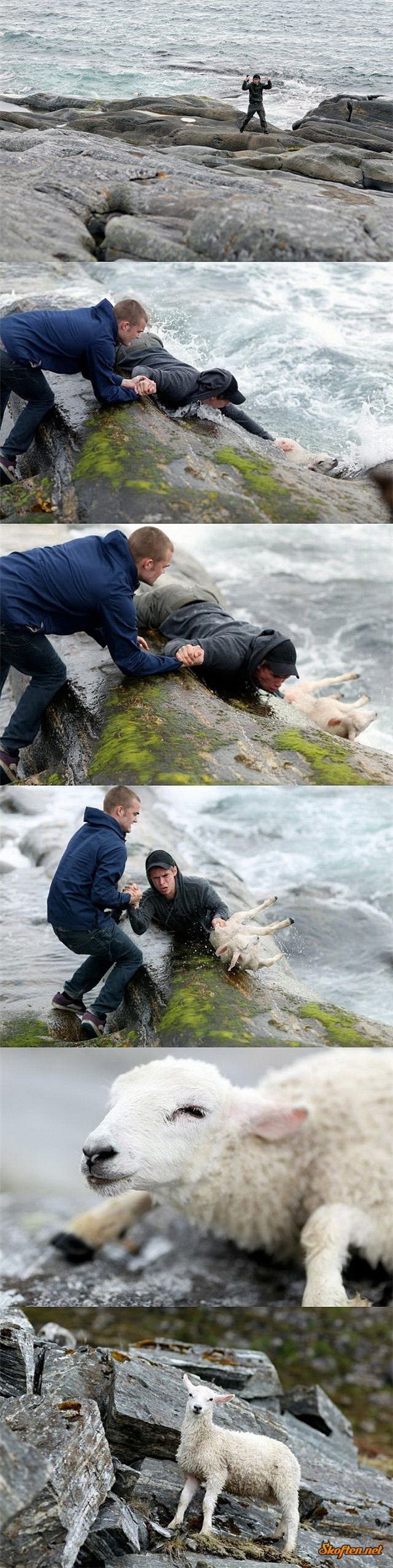 
Hai chàng trai người Na Uy mạo hiểm tính mạng để cứu một chú cừu nhỏ bị trôi giữa dòng nước dữ.
