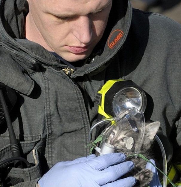 
Người lính cứu hỏa này đang cho chú mèo con vừa được cứu khỏi đám cháy thở oxy.