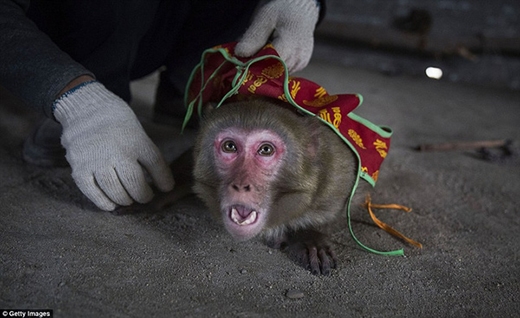 
Những chú khỉ bị hành hạ không thương tiếc.