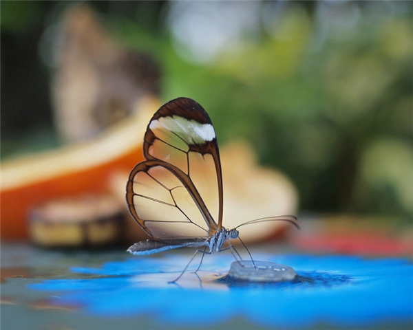 
Bướm cánh gương: thường xuất hiện ở Columbia, Bolivia, Peru, và Ecuador, loài bướm này có đôi cánh trong suốt như pha lê, giúp chúng dễ dàng thoát khỏi sự truy đuổi của kẻ thù.