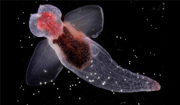 
Thiên thần biển: là một loài ốc sên không vỏ, sống trong các vùng biển lạnh ở Bắc Cực, có một đôi vây vẫy liên tục giống như đôi cánh.