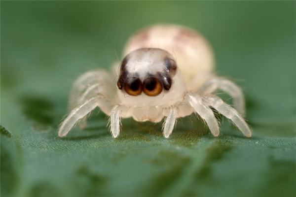 
Nhện nhảy trong suốt: có khoảng 5.000 loài nhện nhảy khác nhau trên thế giới, nhưng chỉ một số ít trong đó là có thân trong suốt. Đôi mắt chúng rất tinh tường và chúng di chuyển với tốc độ nhanh như điện xẹt.