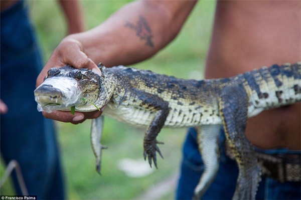 
Sắn bắt cá sấu con vẫn diễn ra hằng ngày tại Mexico.