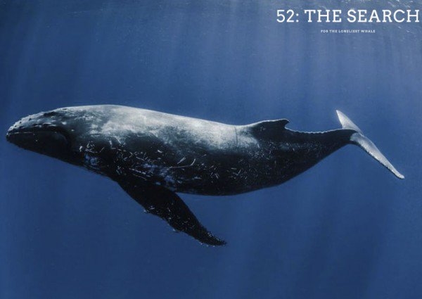 
52 – chú cá voi cô đơn nhất trên thế giới. (Ảnh minh họa - Nguồn: Internet)