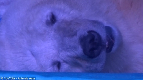
Chú gấu Bắc cực đáng thương nằm buồn bã trong chuồng, chẳng có phản ứng gì với xung quanh.