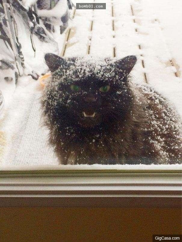 
Sắp bị đóng băng thành tượng mèo tuyết rồi nè.