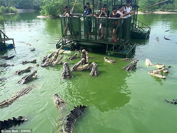 Thót tim chứng kiến du khách đứng trên bè tự chế cho cả bầy cá sấu ăn