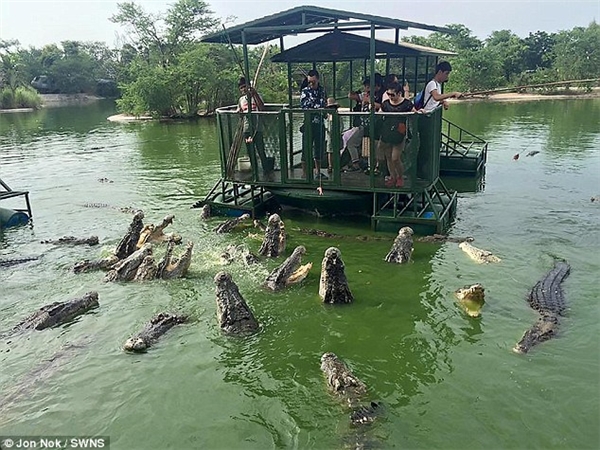 
Các du khách, trong đó có cả trẻ em, có vẻ rất thích thú khi được tận tay cho cá sấu ăn.