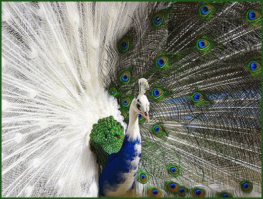 Chim Công trang trí phong thủy - Trang trí phong thủy Green Việt