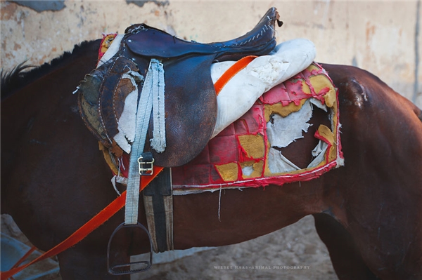 Sốc nặng với số phận của những chú ngựa và lạc đà ở Ai Cập