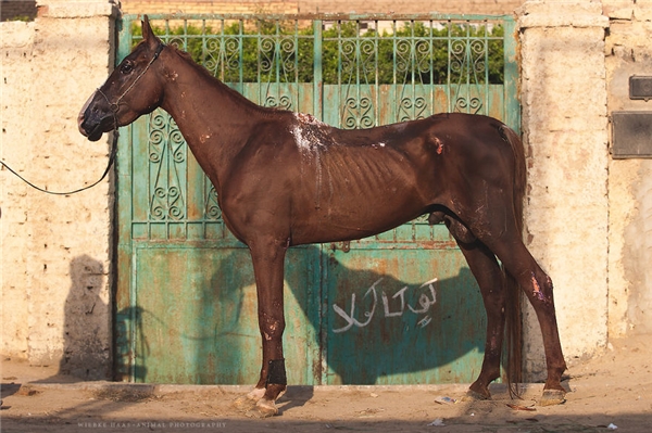 Sốc nặng với số phận của những chú ngựa và lạc đà ở Ai Cập