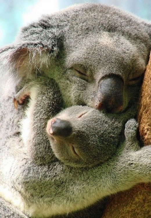 
Tình mẫu tử đâu chỉ có ở riêng loài người. Hình ảnh gấu koala mẹ ôm con tuy có vẻ rất đời thường nhưng lại chứa một ý nghĩa thiêng liêng.