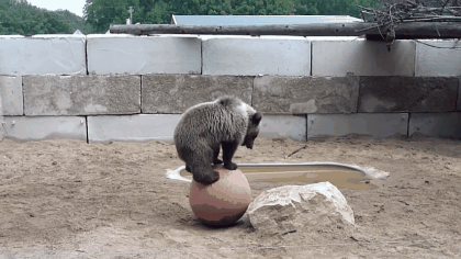 
Chú gấu này được tập làm quen với quả bóng từ nhỏ.