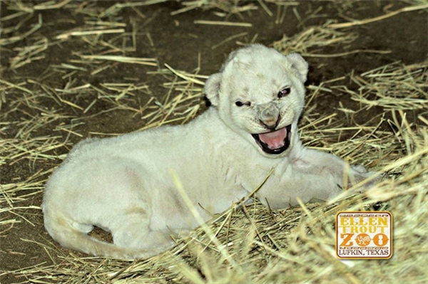 
Việc chú sư tử trắng này chào đời là một điều hết sức bất ngờ.