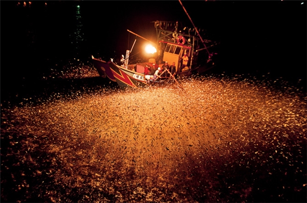 
Mùa đánh cá bằng lửa chỉ diễn ra trong 3 tháng. Những con thuyền ra biển giữa đêm, sử dụng thanh tre phủ đất tẩm sulfuric để đốt lửa.
