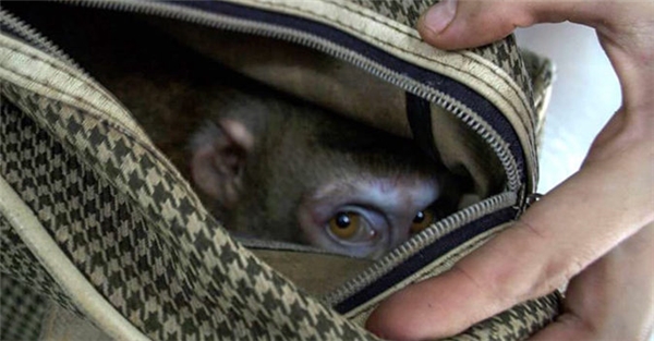 Xót xa chú khỉ bị xích và bỏ rơi trong túi xách