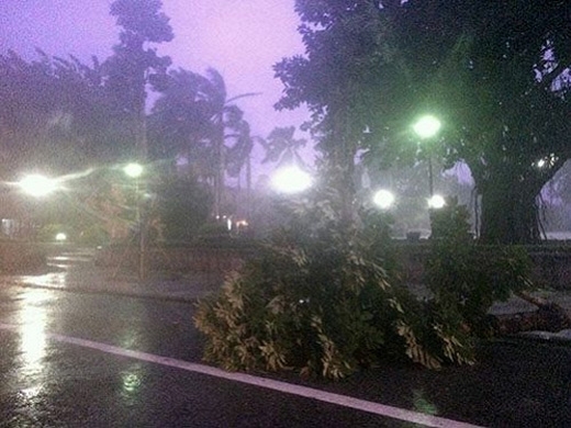 
Nhiều cây ngã la liệt trên các tuyến đường ở Thái Bình. 