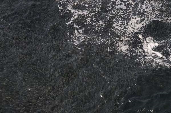 Hiểm họa tiềm ẩn của vệt đen trên biển khiến nhiều du khách bỏ chạy