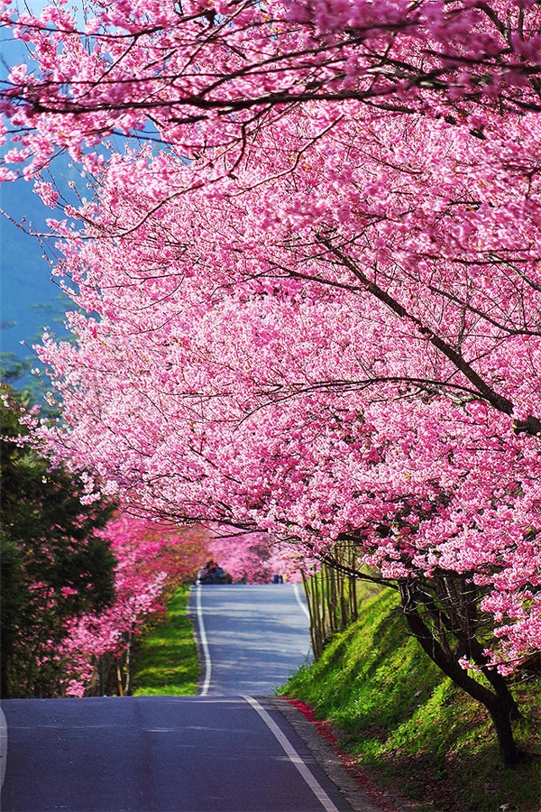 
Bênh cạnh Nhật Bản, mùa hoa anh đào ở miền bắc Đài Loan cũng thu hút du hút nhiều lượt khách bởi vẻ đẹp thơ mộng của nó. Công viên Quốc gia Yangmingshan ở Đài Bắc là một địa điểm ngắm hoa anh đào rất được ưa chuộng. Ngoài ra, hoa sẽ nở tập trung ở một số điểm du lịch bên trong thành phố. Khoảnh khắc khi khắp cả đất trời như nhuộm hồng bởi hoa anh đào đang bung nở khiến bao người nao lòng.