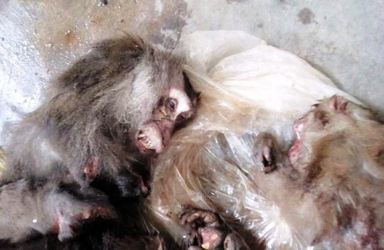 
Những chú khỉ bị giết hại dã man để dùng nấu cao. (Ảnh: FBNV)
