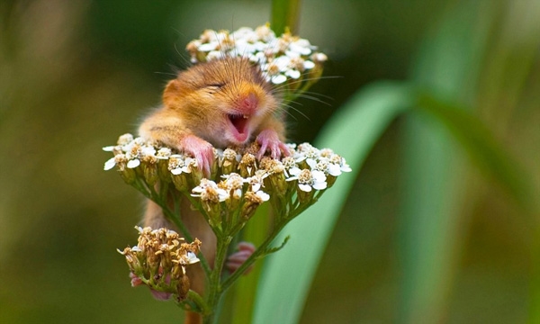 
Một chú sóc đang cười khoái chí trên đóa hoa dại.