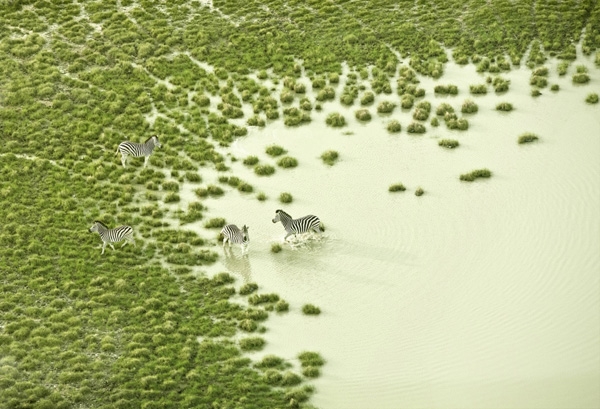 
Những chú ngựa vằn đang nô đùa trên một vùng đầm lầy cỏ mọc như dệt gấm ở châu Phi.