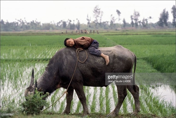 
Một cậu bé ngủ quên trên lưng trâu ở cánh đồng ngoại thành.