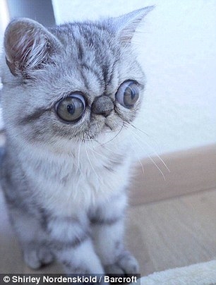 Chú mèo con có đôi mắt to tròn không bao giờ nhắm
