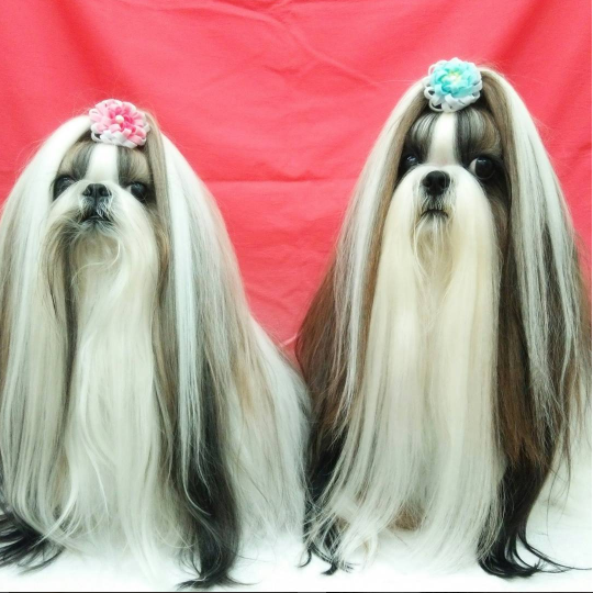 Tan chảy với hai em cún sinh đôi có bộ lông dài đến buồn cười