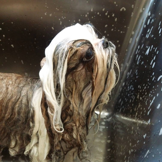 
Hai chú chó thường xuyên được tắm gội và chải chuốt.